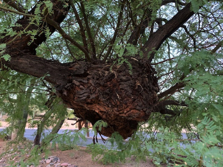 Aug 28 - A Mesquite Burl.